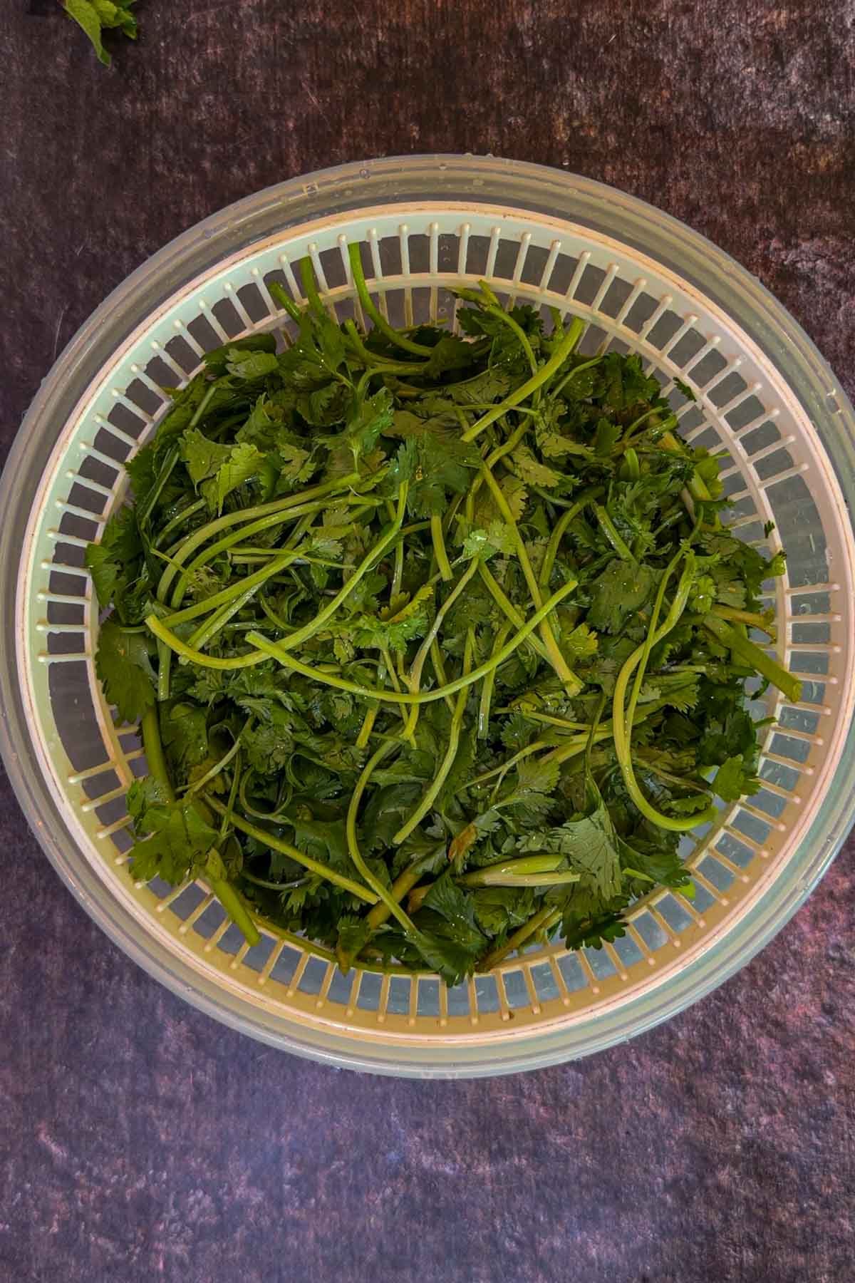 Washed cilantro draining before making green chutney.