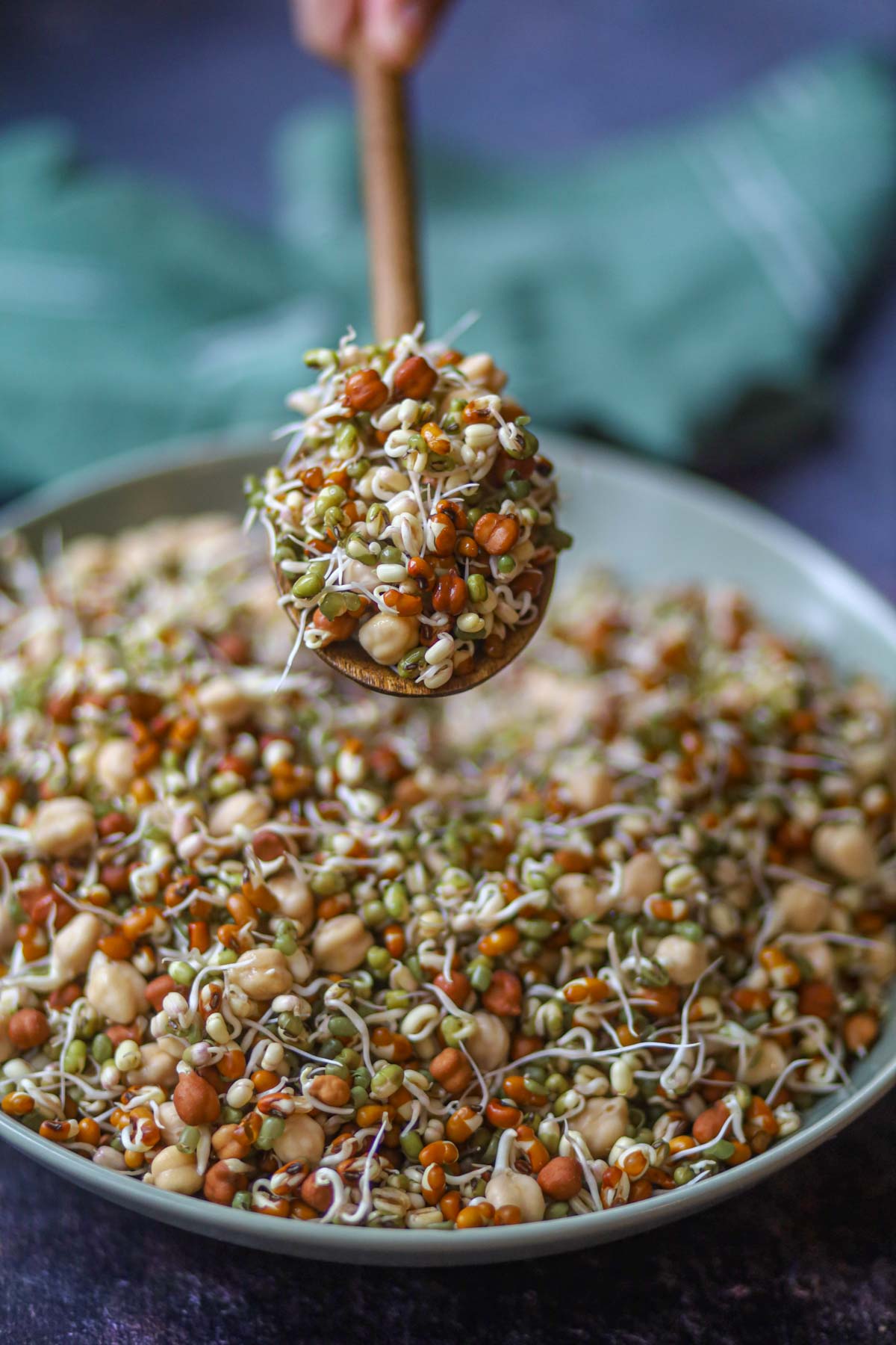 Close-up of fresh homemade sprouts on a wooden spoon.