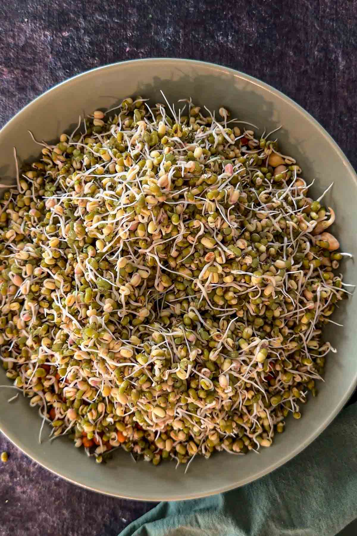 Mixed homemade sprouts in a bowl.