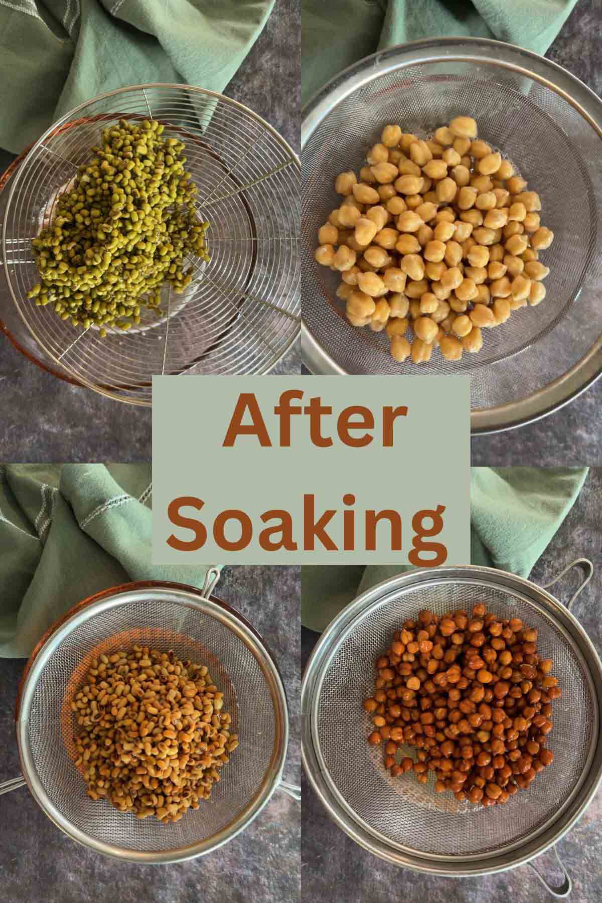 Soaked beans ready for sprouting.