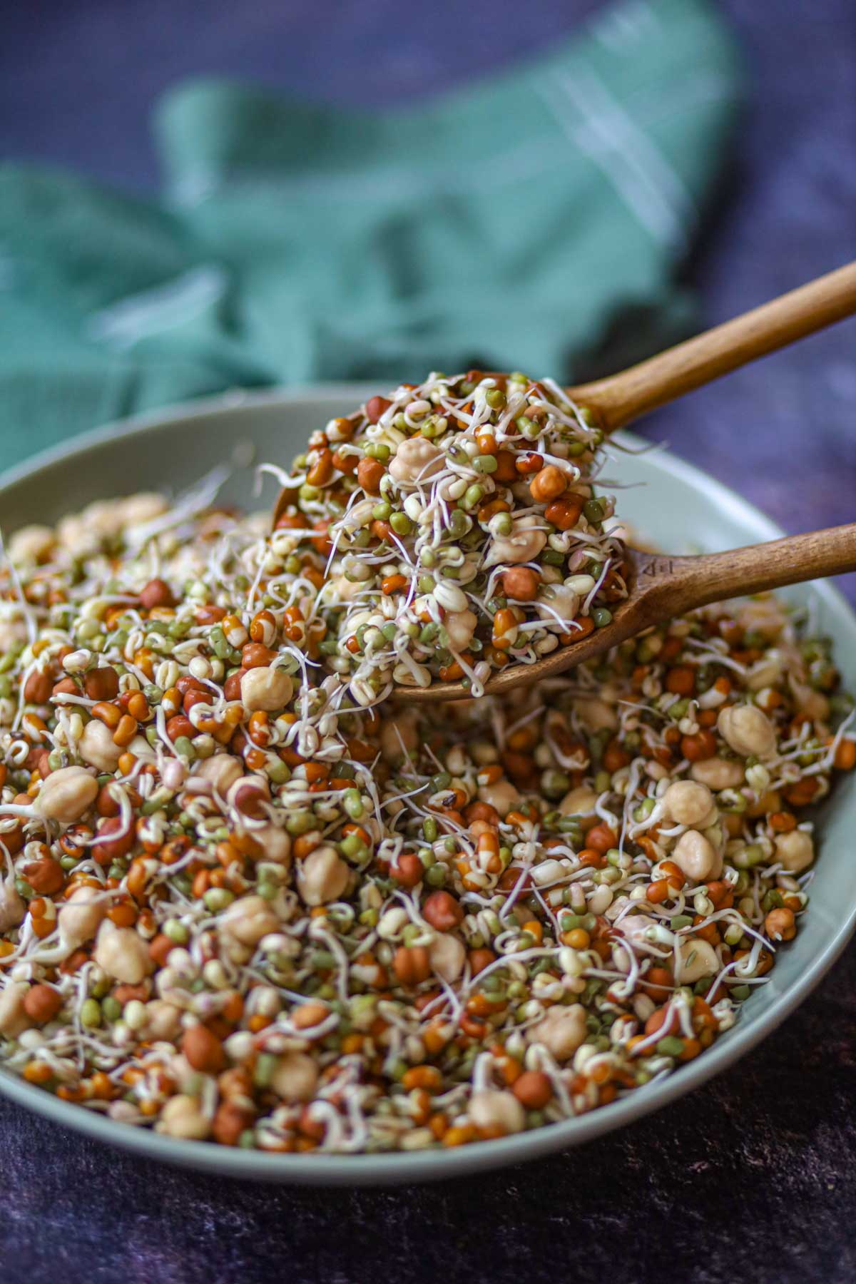 Spoonful of fresh mixed sprouts.