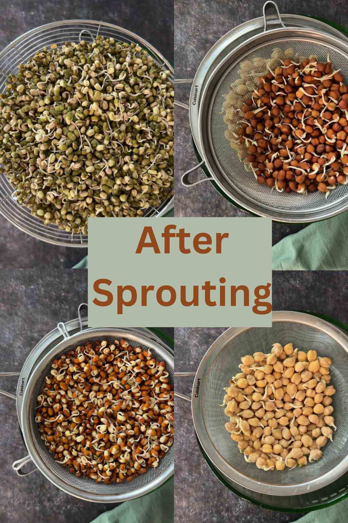 Different beans after sprouting.